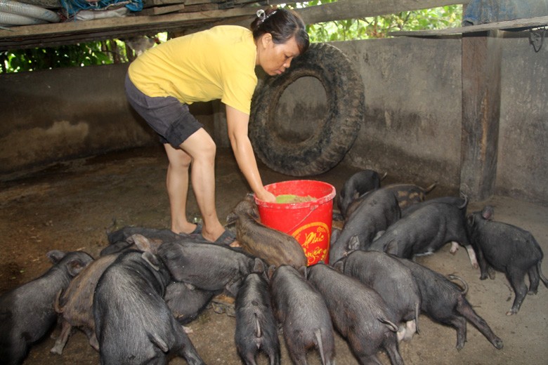 mô hình nuôi heo đen, cuộc sống gia đình chị Păng Ting K’Măng ((xã Đạ M'rông, huyện Đam Rông, tỉnh Lâm Đồng) 