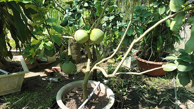 Những cây bưởi da xanh trồng trong chậu được anh Hòa thử nghiệm xử lý trái thành công, chuẩn bị đưa ra thị trường cây kiểng chưng Tết