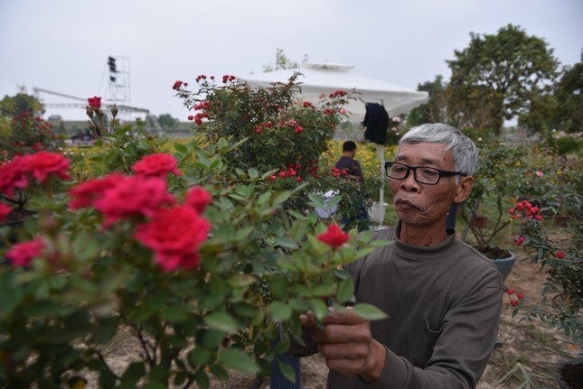 Ông Đặng Chu Đồng đang tỉa cành cho cây hoa hồng cổ