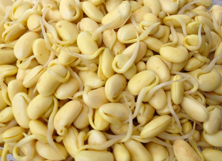 Những loại hạt, củ khi mọc mầm lại càng bổ dưỡng, nhiều người không biết lại vứt bỏ