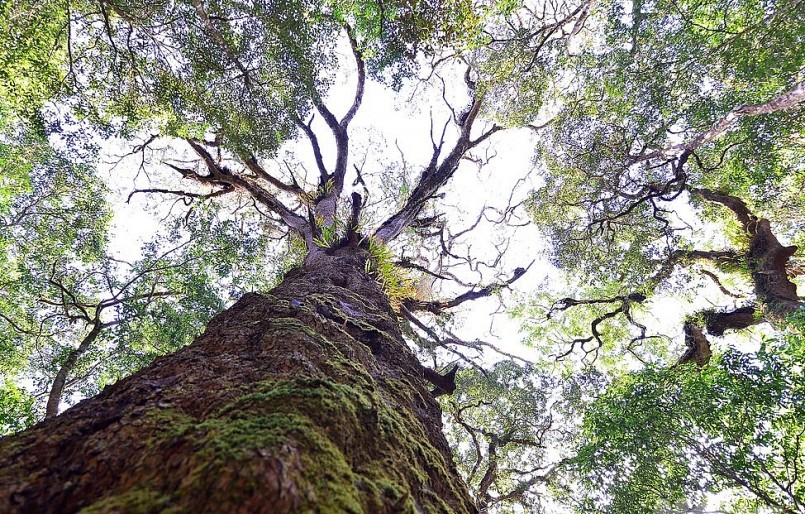 Vườn quốc gia Bidoup - Núi Bà là khu vực có hàng trăm cây thông 2 lá dẹt có độ tuổi từ 500 - 1.100 năm tuổi.