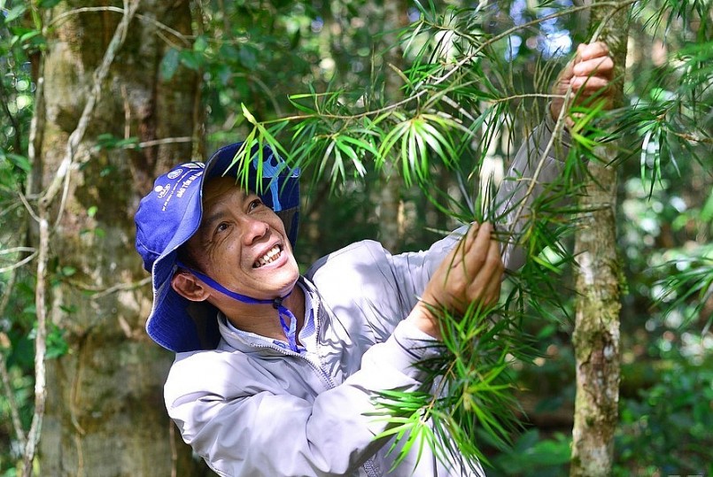 Ông Nguyễn Lương Minh, Phó giám đốc Vườn quốc gia Bidoup - Núi Bà cho biết, những cây thông 2 lá dẹt mới mọc dưới tán rừng, lực lượng kiểm lâm đã đánh số và thực hiện theo dõi nghiêm ngặt.