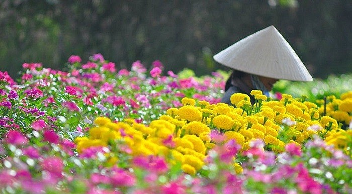 Sắc hoa nở rộ tại huyện Mê Linh