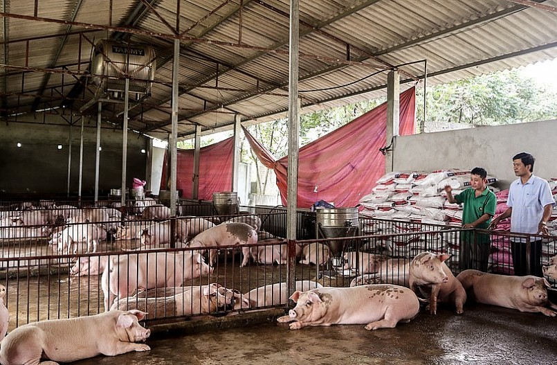 Trang trại lợn quy mô nhất ở xã biên giới Môn Sơn (Con Cuông) của anh Trần Đình Ngọc.