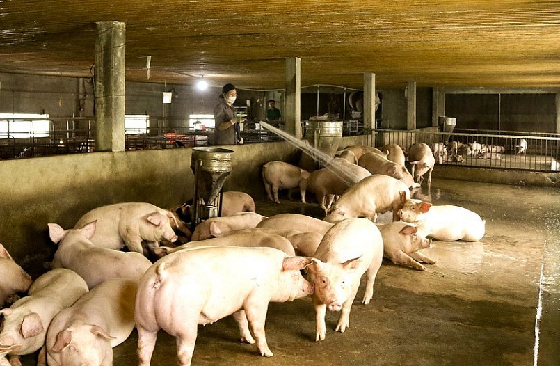 Việc tắm lợn, vệ sinh chuồng trại, nước uống và thức ăn cho lợn đều được tự động hoá.