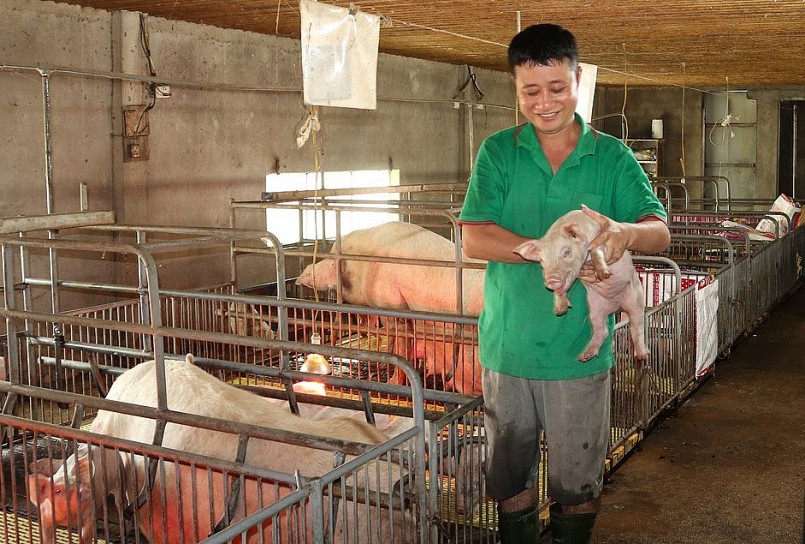 Chủ động con giống sạch bệnh theo anh Ngọc là đã chiếm đến 50% thành công trong chăn nuôi. Ảnh: Thanh Phúc