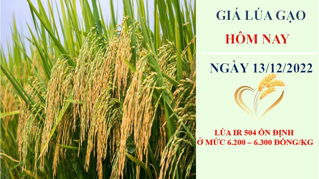Giá lúa gạo hôm nay 13/12/2022: Nhu cầu tăng, giá lúa gạo tiếp tục cao