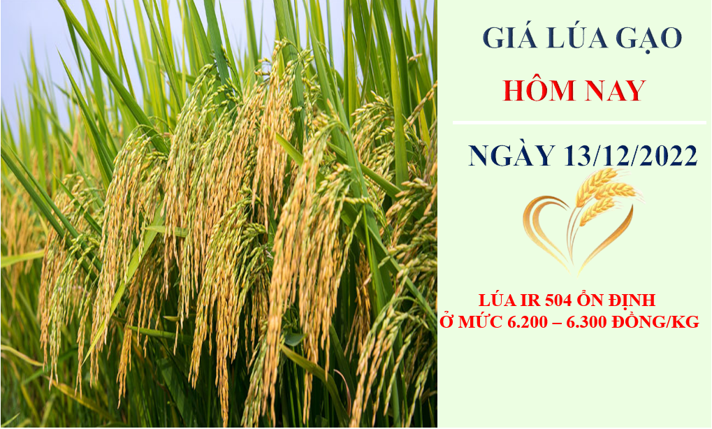 Giá lúa gạo hôm nay 13/12/2022: Nhu cầu tăng, giá lúa gạo tiếp tục cao