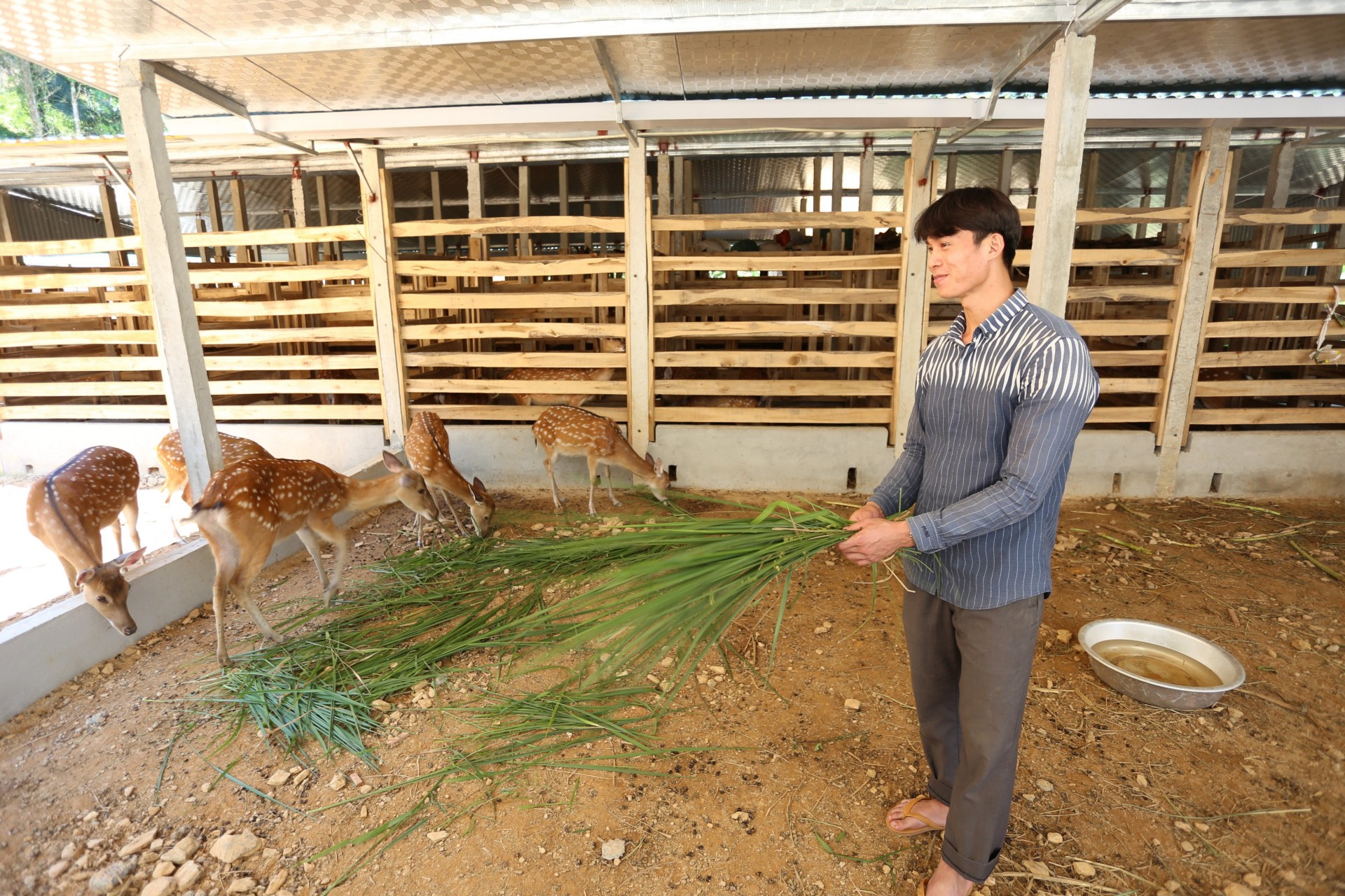 Anh Nguyễn Hồng Tiệp với mô hình trang trại nuôi hươu sao mới của mình
