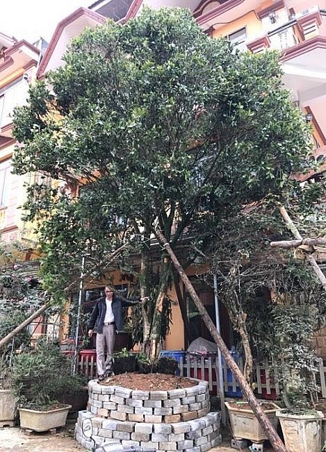 Một cây một hương cổ thụ trong vườn của ông Lê Minh
