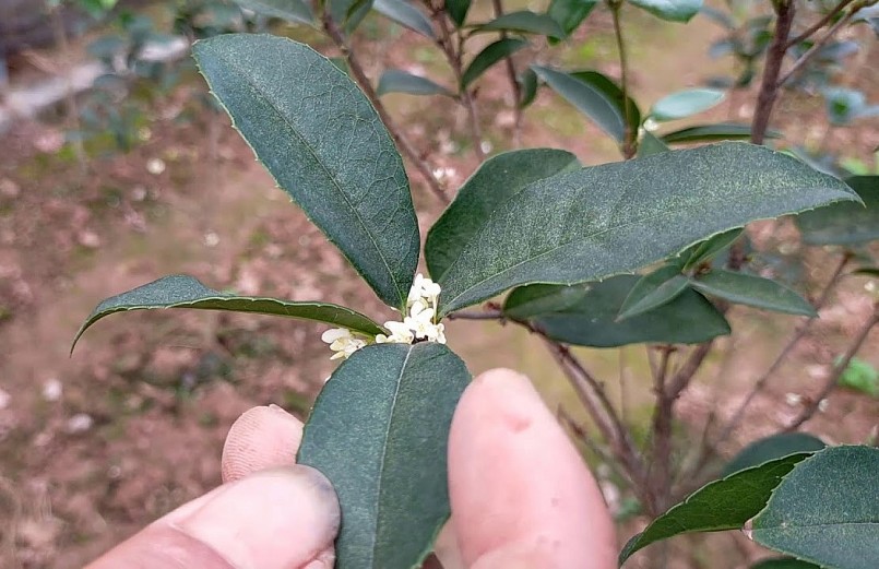 lá của cây Mộc Hương ta thường dày hơn, viền xung quanh lá có răng cưa.