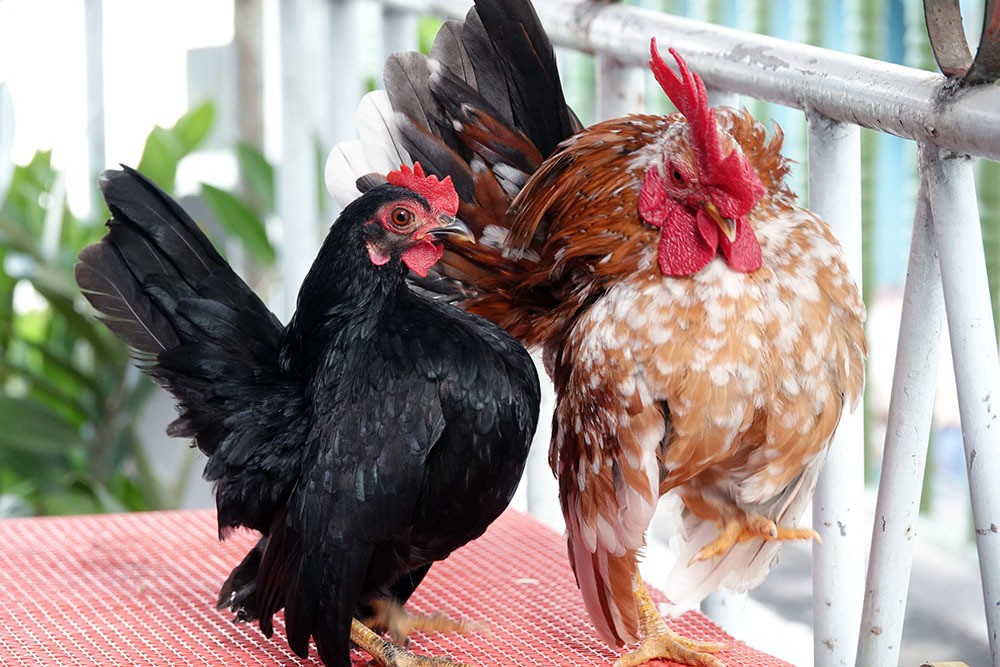 Gà Serama hay còn gọi là gà lực sĩ là giống gà nổi tiếng của Malaysia được lai tạo với gà Nhật Bản
