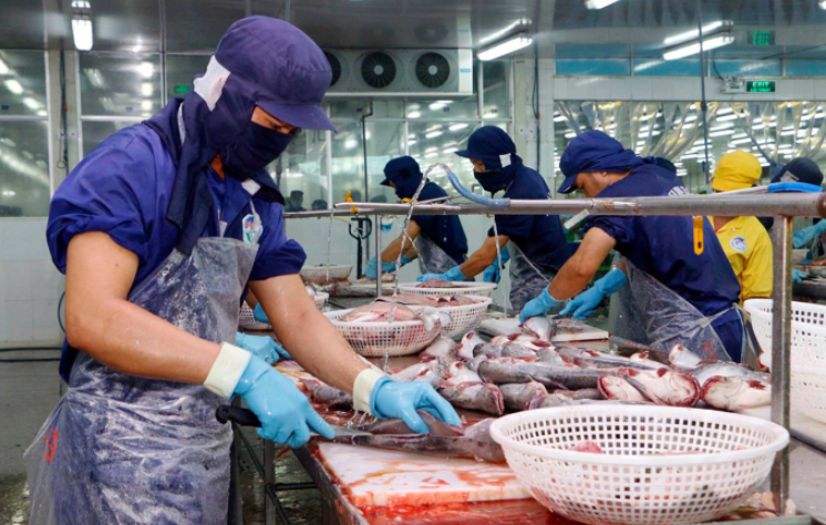 Xuất khẩu cá tra sang Trung Quốc đột ngột lao dốc trong tháng 11