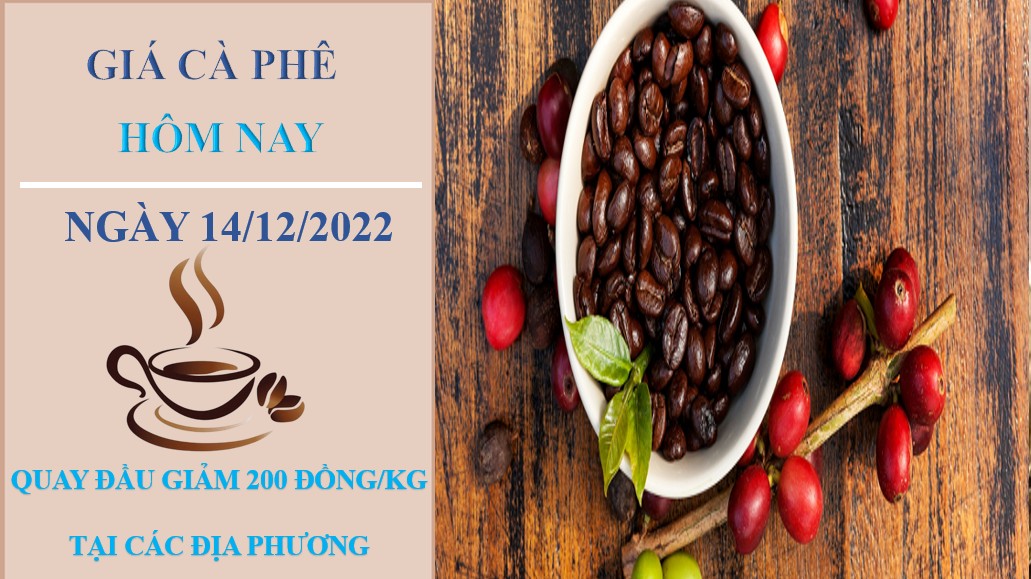 Giá cà phê hôm nay 14/12/2022: Khu vực Tây Nguyên đồng loạt giảm 200 đồng/kg