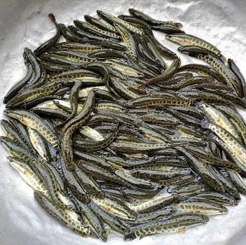 Loài cá dữ dằn, thích ăn ngon ở bẩn, xưa ít ai biết, giờ thành đặc sản được ưa chuộng 100.000 đồng/kg