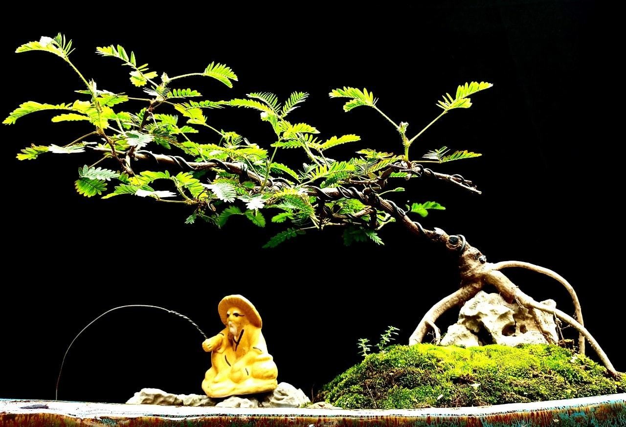 Người chơi săn lùng hoa trinh nữ để tạo dáng bonsai với nhiều kích thước, dáng, thế khác nhau