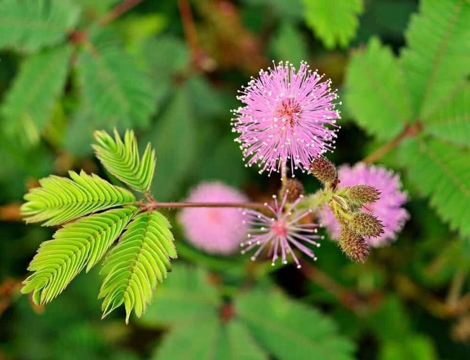Vốn là loại hoa dại nhưng hoa trinh nữ được đánh giá là hội đủ các yếu tố để trở thành cây bonsai đẹp