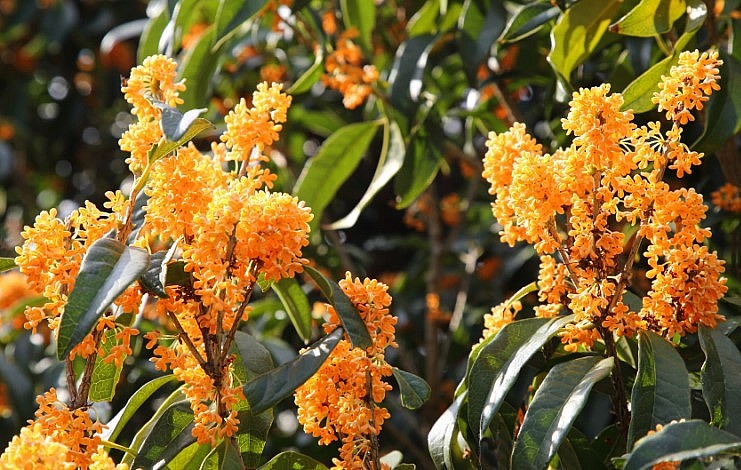 Hoa mộc vàng Nhật Bản hương thơm ngào ngạt.
