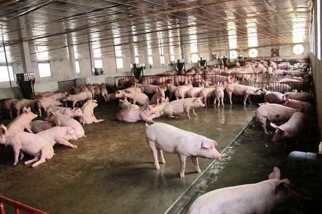 Giá thịt lợn đồng loạt giảm, ngành chăn nuôi  “khóc ròng”