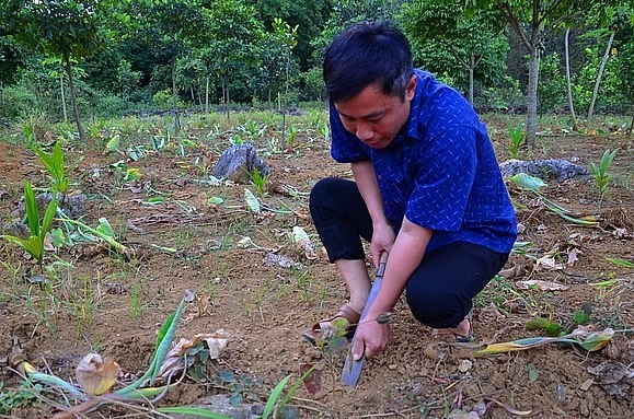 Anh Nguyễn Văn Hiệu đang dùng dao để đào sâm Ẳng Bằng trong vườn nhà trưởng khu Phùng Văn Bằng. Ảnh: Dương Đình Tường.