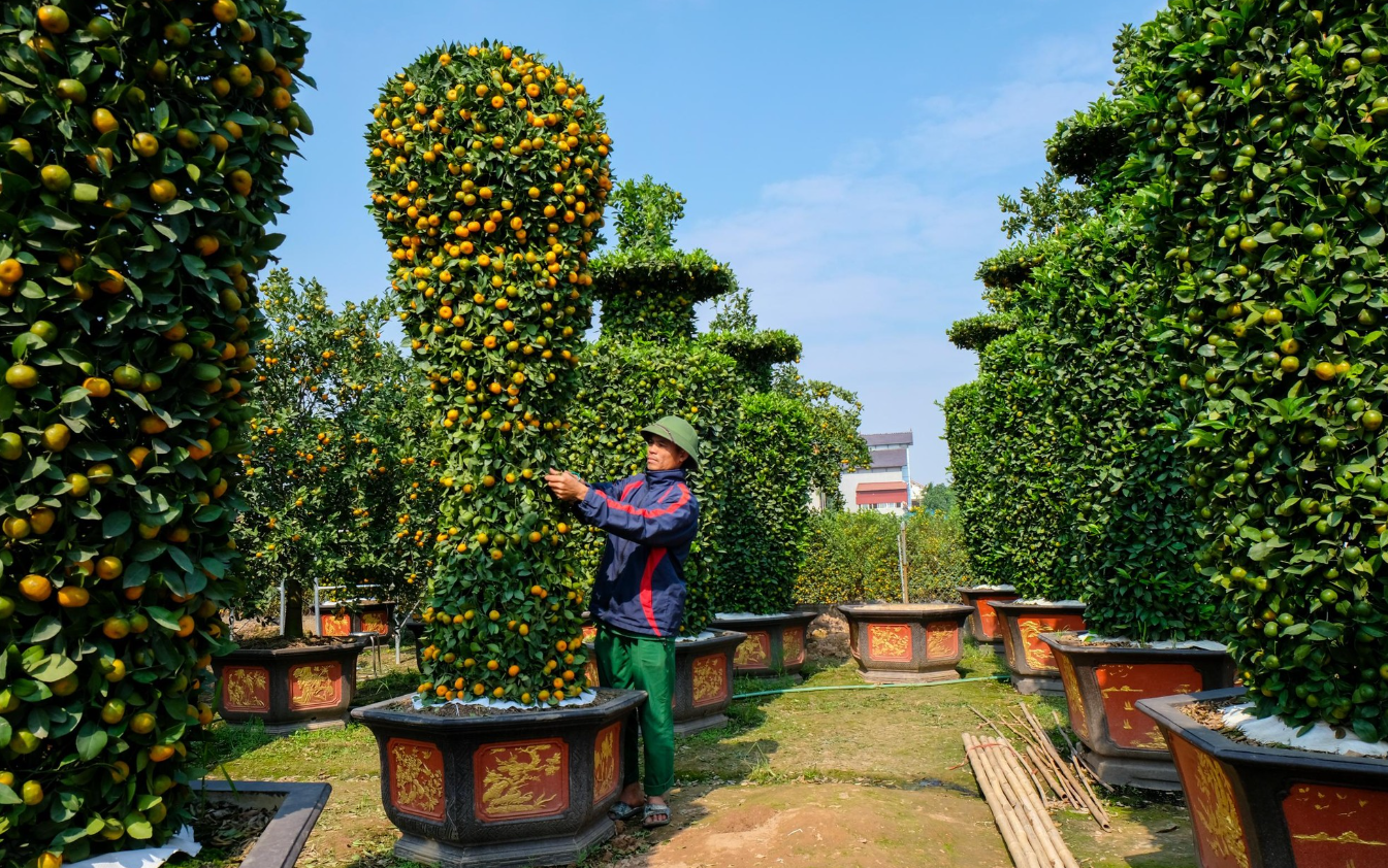 Độc đáo vườn quýt “khủng” tạo dáng cúp vàng World Cup sẵn sàng đón Tết