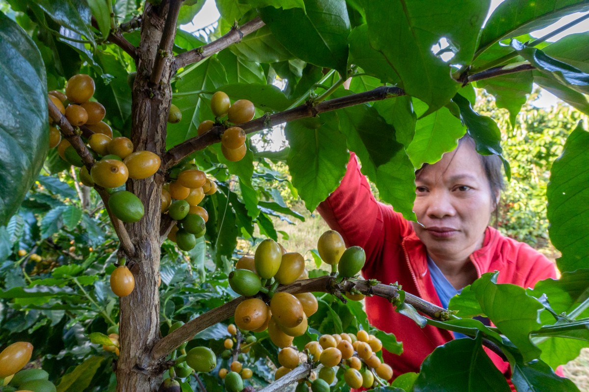 Hiện tại ở tỉnh Đắk Lắk, Viện Khoa học kỹ thuật Nông lâm nghiệp Tây Nguyên là nơi duy nhất lưu giữ giống cà phê Bourbon