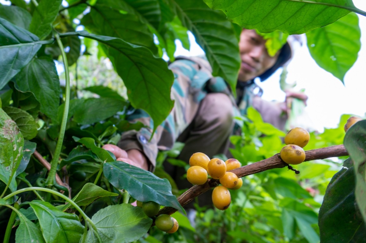 Do sự quý hiếm, độc đáo nên giá trị của cà phê Bourbon được đẩy lên cao hơn tại thị trường Việt Nam