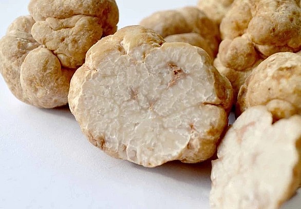 Nấm truffle trắng khổng lồ nặng 900 gram được bán đấu giá gần 3 tỷ đồng.
