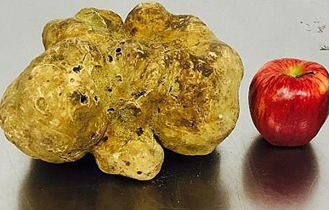 Cây nấm truffle có kích thước bằng quả bóng đá.