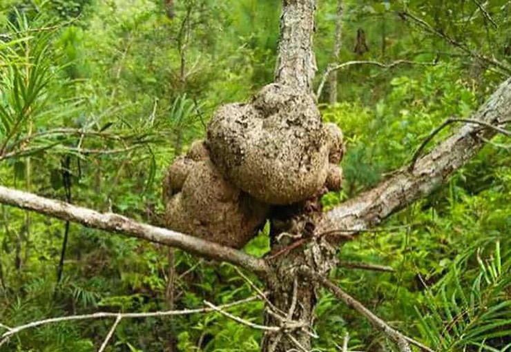 Loài nấm này chỉ mọc trên ngọn cây vân sam, có nhiều ở vùng núi Hoàng Liên Sơn