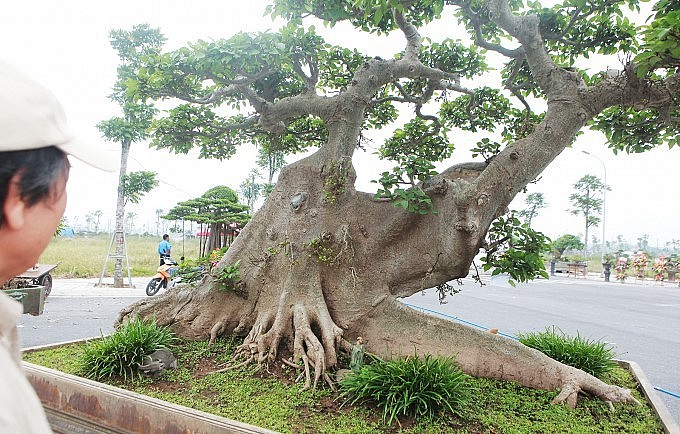 Anh Đặng Phùng Hiệp (Long Biên), chủ nhân tác phẩm sung cảnh cho biết, cây cổ thụ có tuổi đời khoảng 100 năm và có nguồn gốc ở Long Biên.