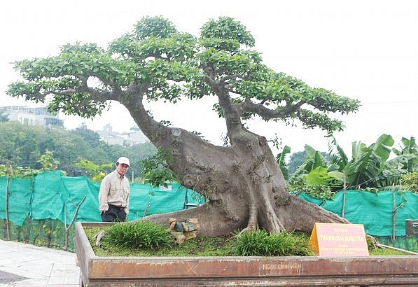 Tại triển lãm cây cảnh Long Biên (Hà Nội) mới đây, một tác phẩm sung cổ thụ siêu khủng gây sự chú ý của những người yêu cây bởi không chỉ độ già, thân bè dẹt mà bộ tay cành, dăm, chi được làm giống bộ tay cành, dăm, chi của những cây sanh.