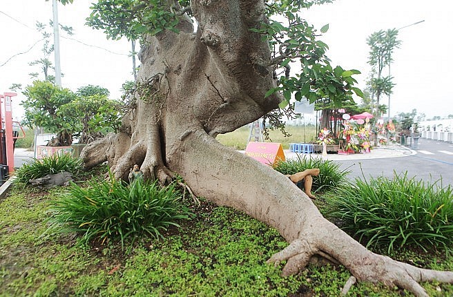 Vào mùa ra quả, quả sai từ gốc lên đến ngọn. Trên thân cây sung cảnh không những nhiều quả chín rất đẹp mà các vết sẹo đã múp (liền sẹo).