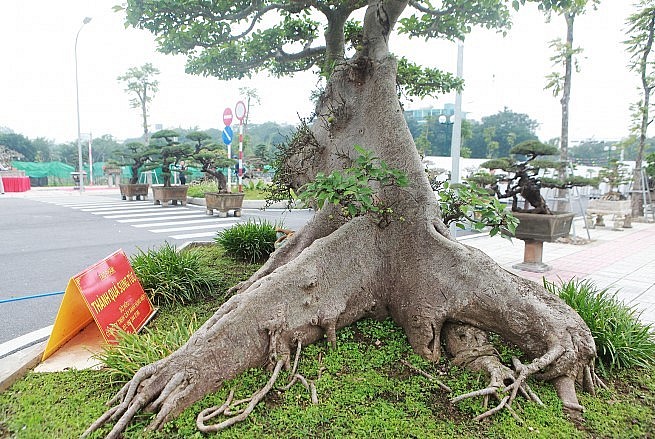 Cây sung bonsai cao khoảng 2m, đường kính bệ rễ khoảng 3m. Gốc có nhiều rễ lớn nổi trên mặt đất và trên rễ lớn có nhiều rễ nhỏ, màu bệ rễ như đá đã hóa thạch.