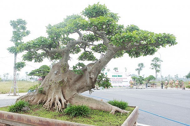 Sở dĩ tác phẩm sung cảnh có tên “thành quả sung túc” vì nhìn cây vững trãi như một bức tường thành và có ý nghĩa con người chăm chỉ lao động sẽ có thành quả, cuộc sống sung túc, ấm no, hạnh phúc, anh Hiệp cho biết thêm.