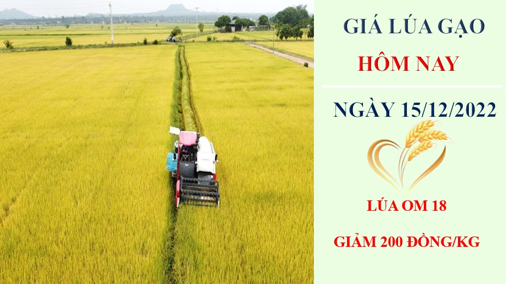 Giá lúa gạo hôm nay 15/12/2022: Lúa OM 18 giảm 200 đồng/kg