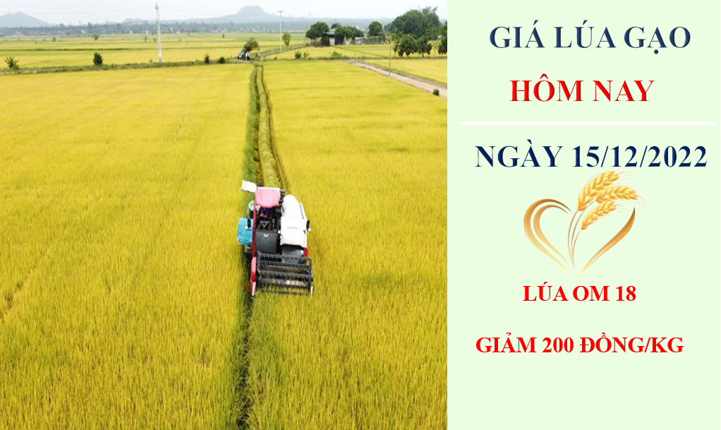 Giá lúa gạo hôm nay 15/12/2022: Lúa OM 18 giảm 200 đồng/kg