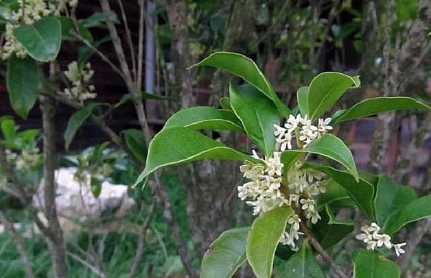 Cây hoa Mộc hương là loài cây cảnh đẹp, được đánh giá là loại cây quý hiếm.
