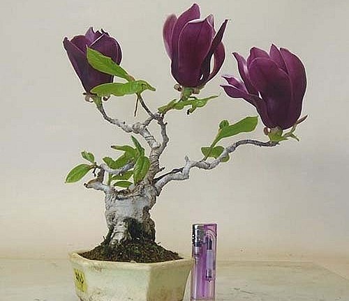 Điều đặc biệt là cây mộc lan rụng lá rồi mới nở hoa nên những chậu bonsai hoa mộc lan có vẻ đẹp rất lạ.