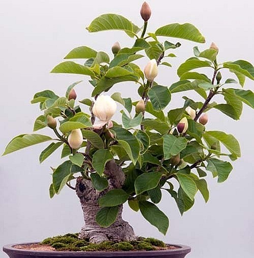 Cây mộc lan tượng trưng cho vẻ đẹp bình dị mà mạnh mẽ, đức hy sinh và lòng dũng cảm. Ngoài ra, mộc lan còn thể hiện lòng nhân từ, quảng đại.Vì vậy, bonsai hoa mộc lan còn được nhiều người chọn làm quà tặng dịp năm mới.