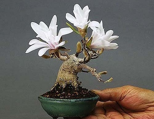 Hoa mộc lan bonsai bền, giữ hương lâu kéo dài đến cả tháng.