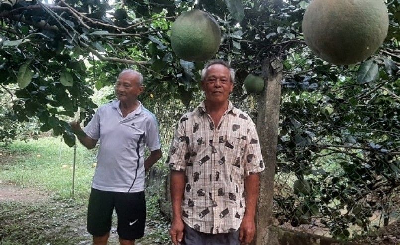 Nhà vườn tỉnh Bến Tre lo ngại vì đầu ra của trái bưởi da xanh khi thị trường xuất khẩu chưa mở rộng, giá thấp.