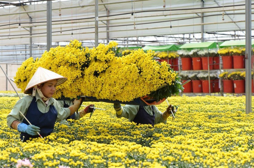 Hoa tươi có khả năng tăng giá mạnh dịp Tết Nguyên đán Quý Mão 2023