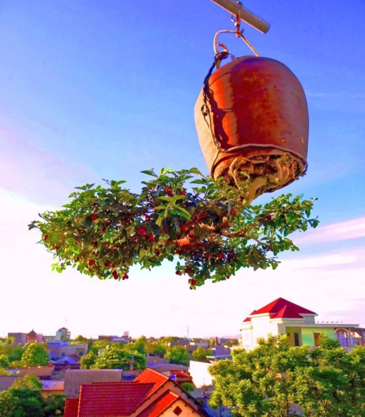 “Hoá kiếp” cây dân dã thành bonsai “gốc trên trời, ngọn dưới đất” đẹp đến nao lòng