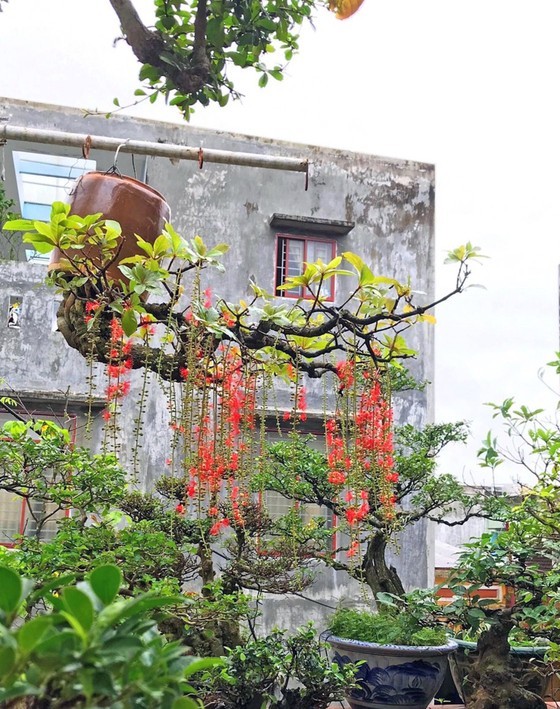 “Hoá kiếp” cây dân dã thành bonsai “gốc trên trời, ngọn dưới đất” đẹp đến nao lòng