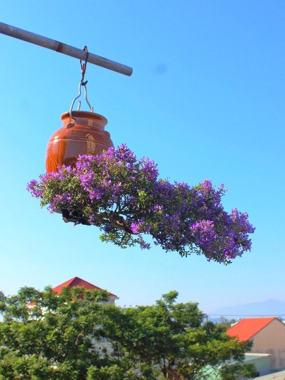 “Hoá kiếp” cây dân dã thành bonsai “gốc trên trời, ngọn dưới đất” đẹp đến nao lòng