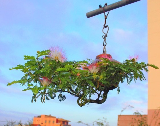 “Hoá kiếp” cây dân dã thành bonsai “gốc trên trời, ngọn dưới đất” đẹp đến nao lòng
