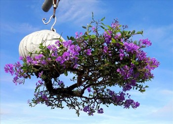 “Hoá kiếp” cây dân dã thành bonsai “gốc trên trời, ngọn dưới đất” đẹp đến nao lòng