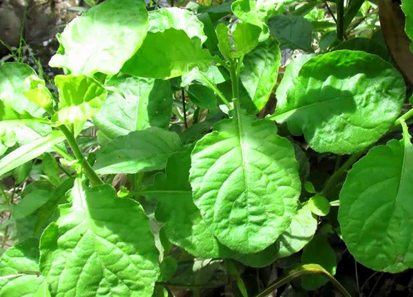5 loại rau dại mọc tua tủa ven đường bỗng trở thành đặc sản nổi tiếng
