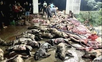 Hỏa hoạn cực lớn ở Nghệ An, 1.000 con lợn bị thiêu chết, thiệt hại khoảng 10 tỷ đồng